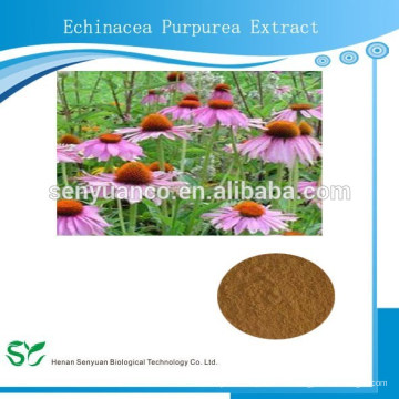 Echinacea Purpurea Auszug